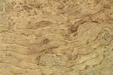 Pennsylvanian, Fossil Microbial Mat - Oklahoma #301944-1